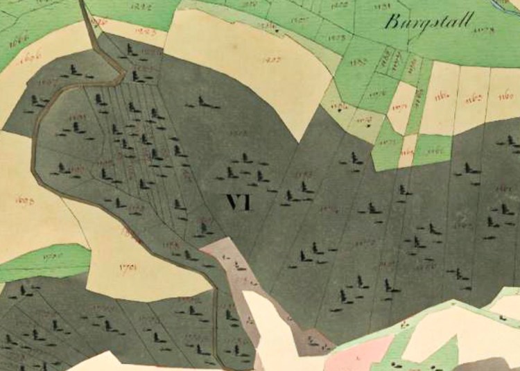 Burgstall, bewaldetes Gebiet